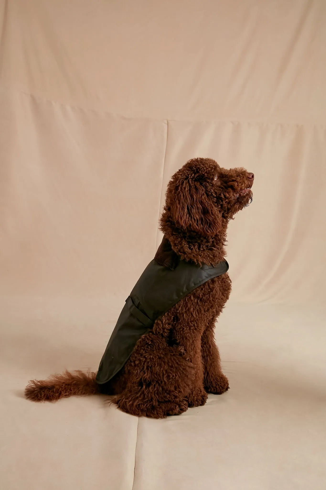 Olive Wax Dog Coat